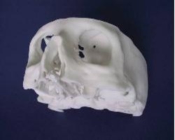 Human skull made in SLS material.